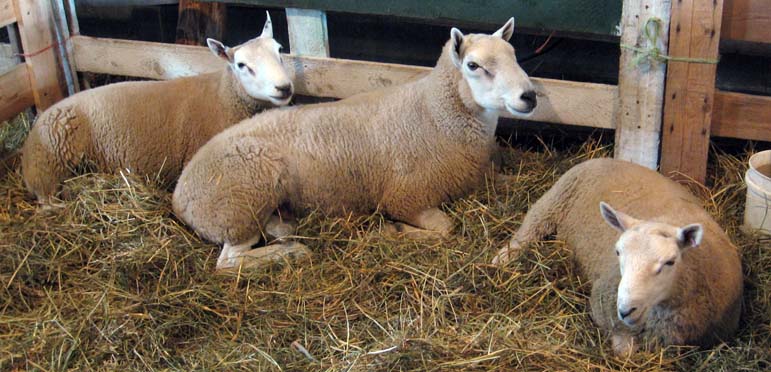 Border Cheviot Rams