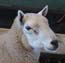 Border Cheviot Ram