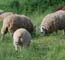 Border Cheviots in the field