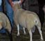Showing ram at the fair