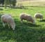 Rams